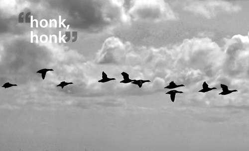 "Honk, Honk"
